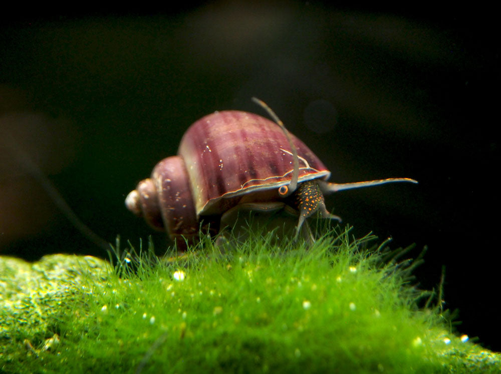 Purple Mystery Snails (Pomacea bridgesii) - Tank-Bred!