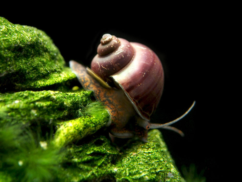 Purple Mystery Snails (Pomacea bridgesii) - Tank-Bred!