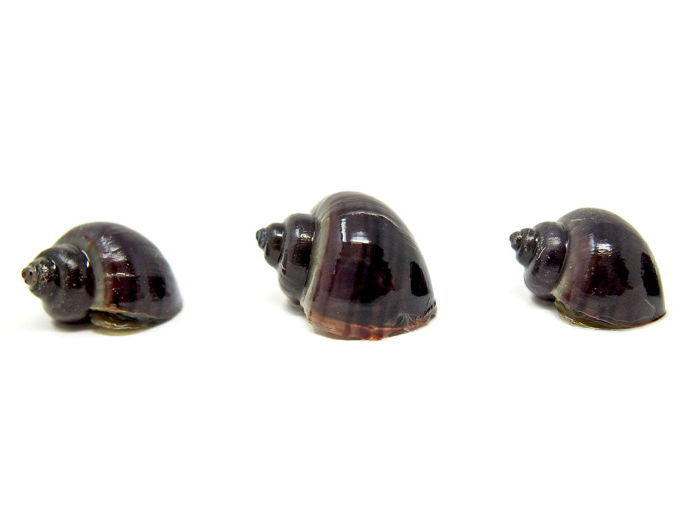 Purple Mystery Snails (Pomacea bridgesii) - Tank-Bred!
