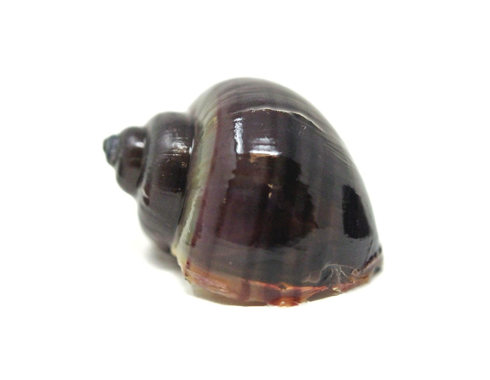 Purple Mystery Snails (Pomacea bridgesii) - Tank-Bred!