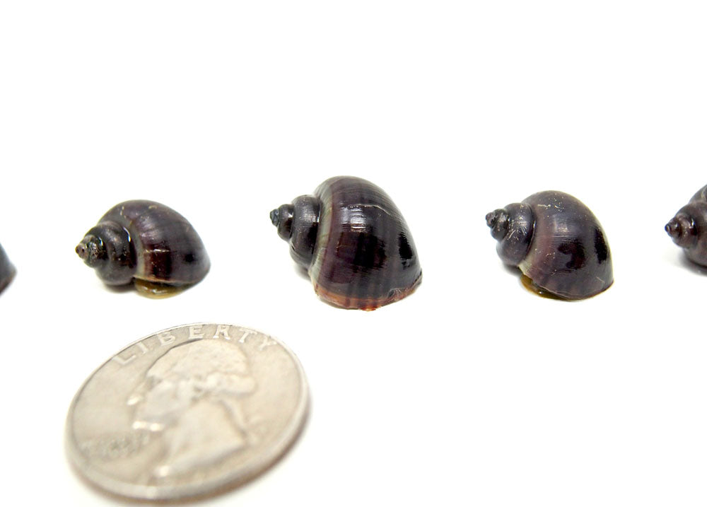 Purple Mystery Snails (Pomacea bridgesii) - Tank-Bred!