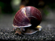 Purple Mystery Snails (Pomacea bridgesii) - Tank-Bred!