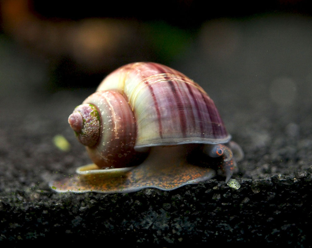 Purple Mystery Snails (Pomacea bridgesii) - Tank-Bred!