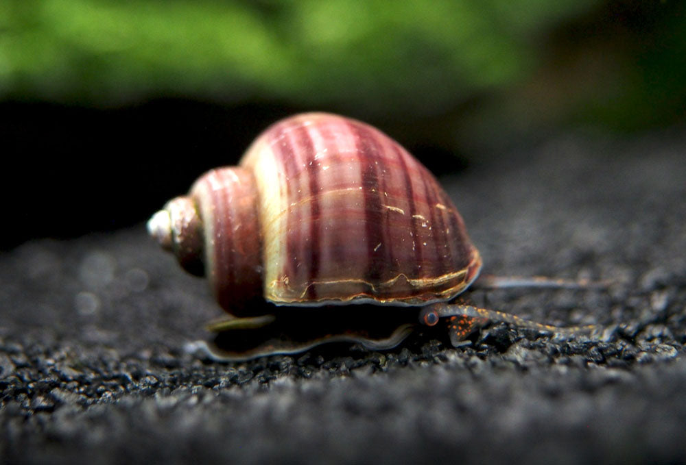 Purple Mystery Snails (Pomacea bridgesii) - Tank-Bred!