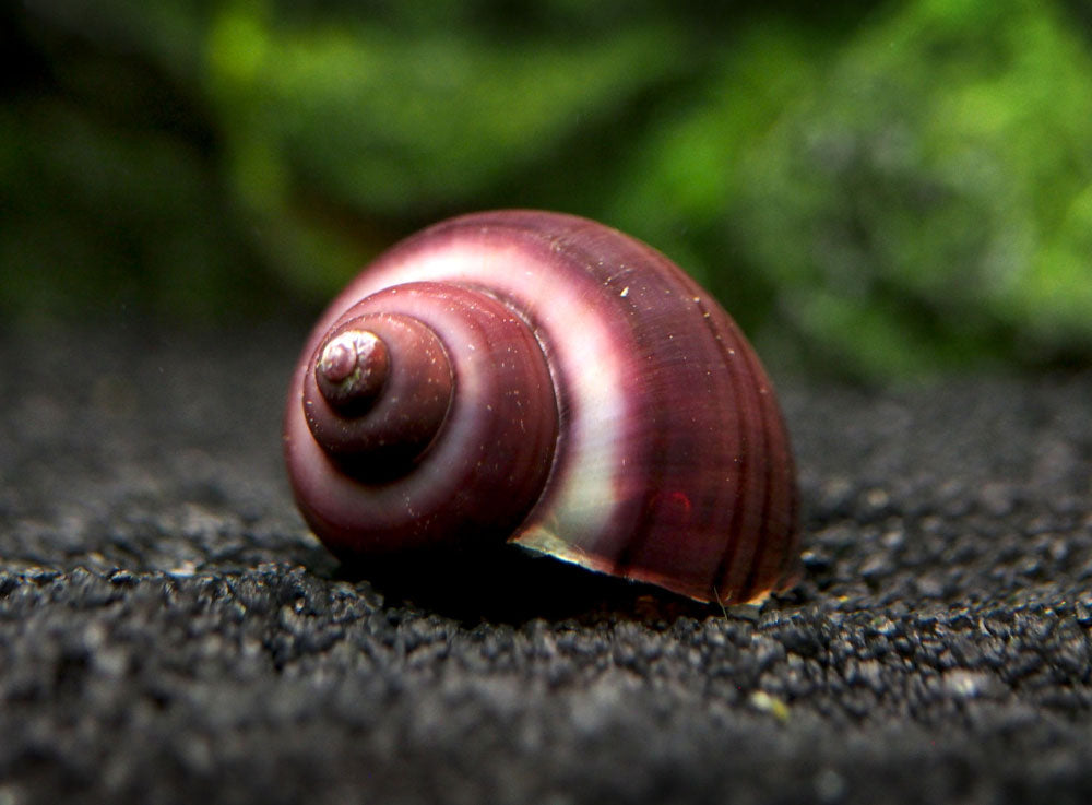 Purple Mystery Snails (Pomacea bridgesii) - Tank-Bred!
