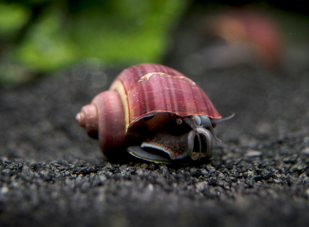 Purple Mystery Snails (Pomacea bridgesii) - Tank-Bred!