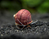 Purple Mystery Snails (Pomacea bridgesii) - Tank-Bred!