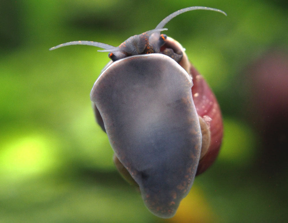 Purple Mystery Snails (Pomacea bridgesii) - Tank-Bred!