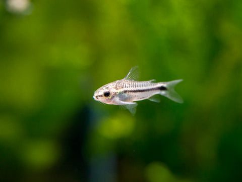 Otocinclus Catfish (Otocinclus macrospilus), Tank-Raised
