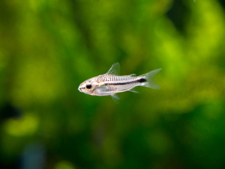 Pygmy Cory Catfish (Corydoras pygmaeus) for sale