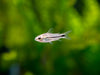 Pygmy Cory Catfish (Corydoras pygmaeus), Tank-Bred