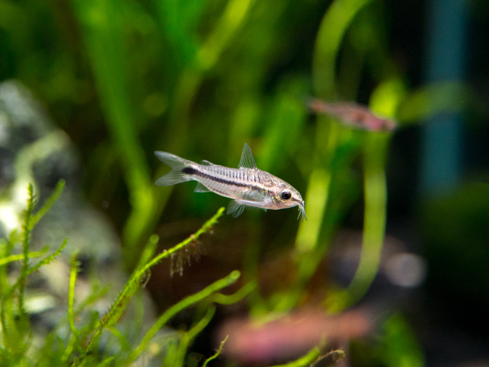 Pygmy Cory Catfish (Corydoras pygmaeus) for sale