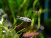 Pygmy Cory Catfish (Corydoras pygmaeus), Tank-Bred