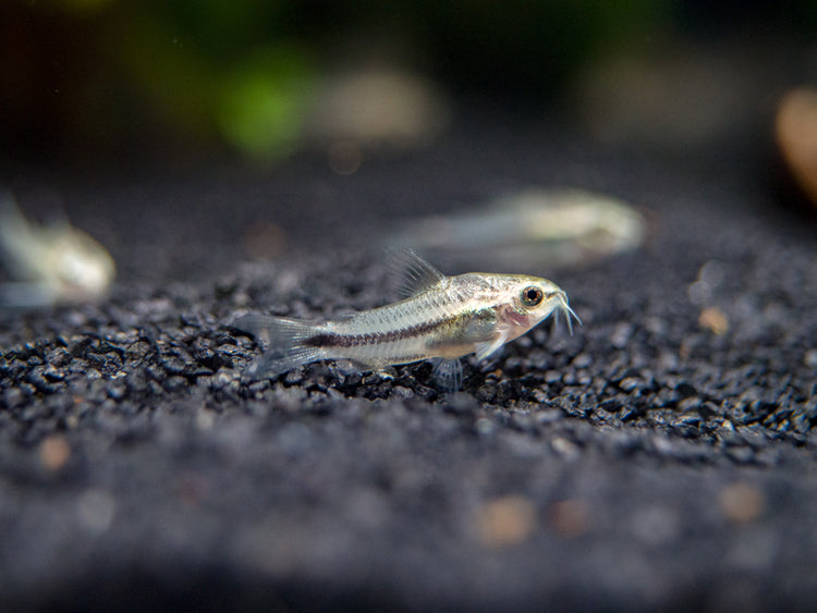 Pygmy Cory Catfish (Corydoras pygmaeus) for sale