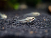 Pygmy Cory Catfish (Corydoras pygmaeus), Tank-Bred