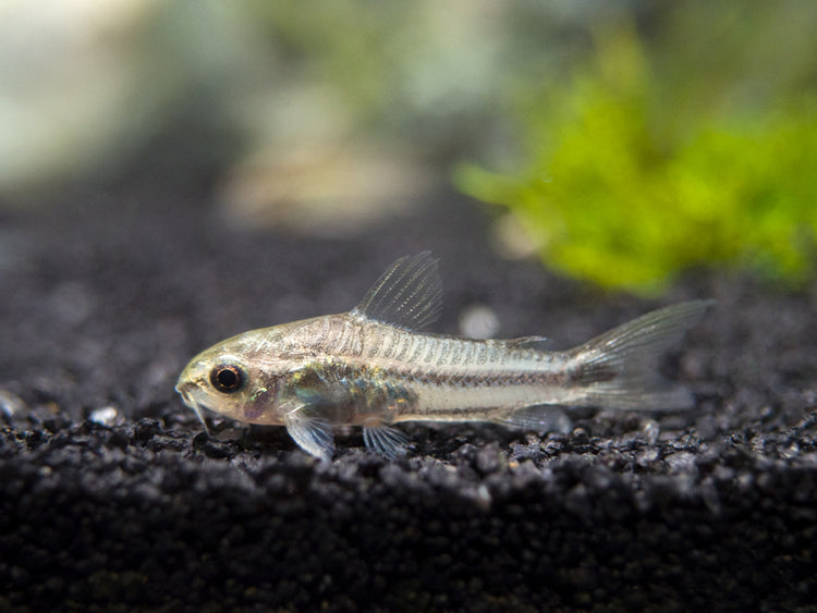 Pygmy Cory Catfish (Corydoras pygmaeus) for sale