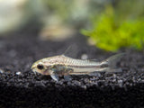 Pygmy Cory Catfish (Corydoras pygmaeus), Tank-Bred