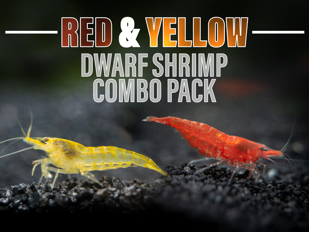 Red and Yellow Dwarf Shrimp Combo Pack, Tank-Bred!