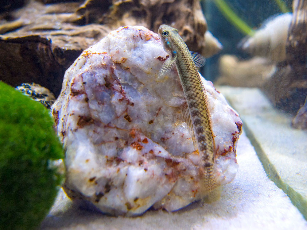 Rainbow Stiphodon Goby (Stiphodon ornatus)