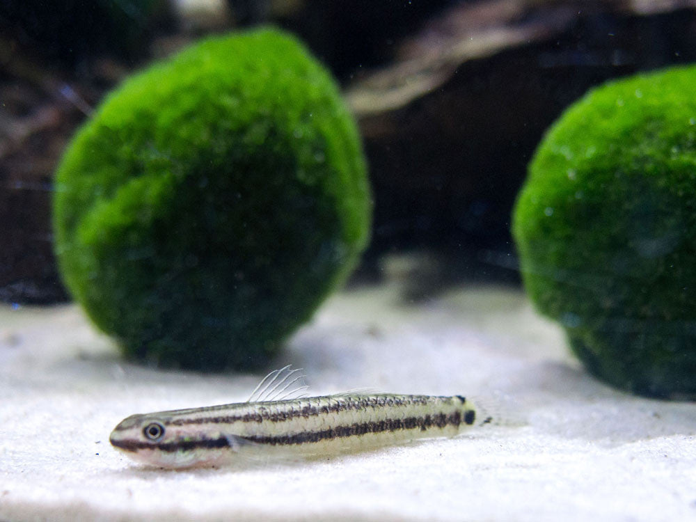 Rainbow Stiphodon Goby (Stiphodon ornatus)