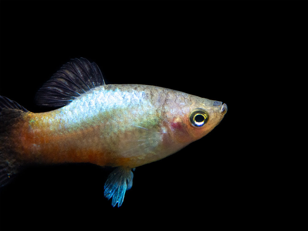 Rainbow Platy (Xiphophorus maculatus) - Tank-Bred!