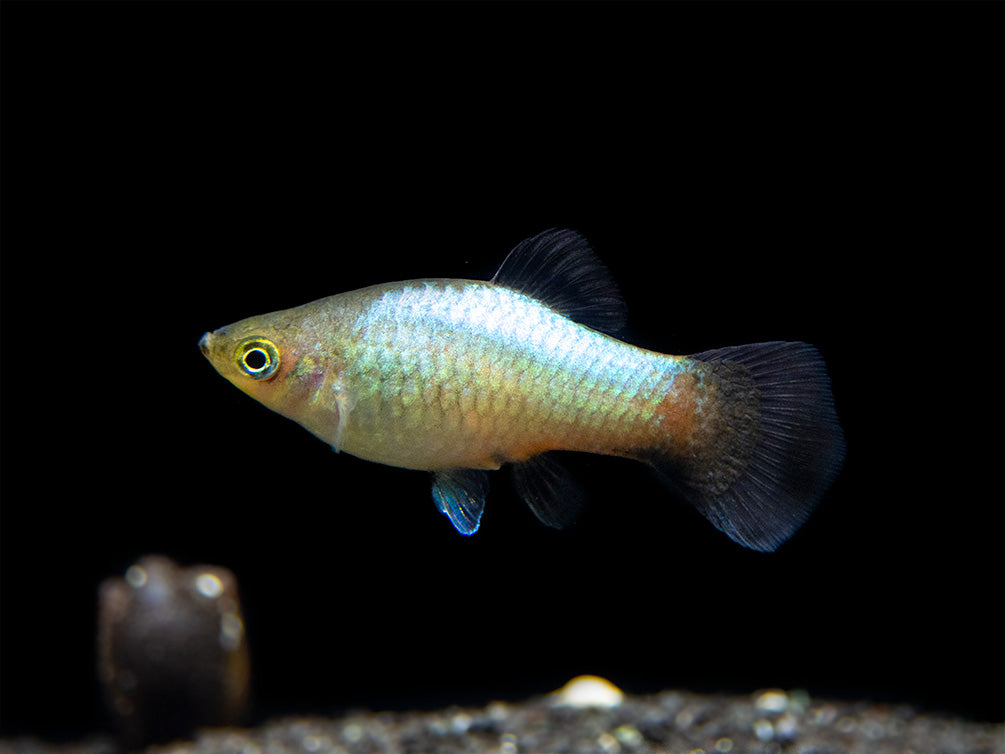 Rainbow Platy (Xiphophorus maculatus) - Tank-Bred!