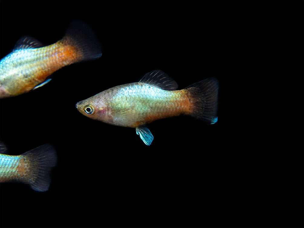 Rainbow Platy (Xiphophorus maculatus) - Tank-Bred!