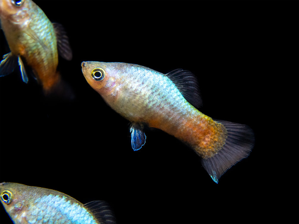 Rainbow Platy (Xiphophorus maculatus) - Tank-Bred!