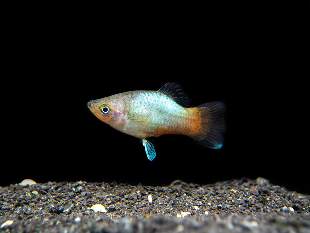 Rainbow Platy (Xiphophorus maculatus) - Tank-Bred!