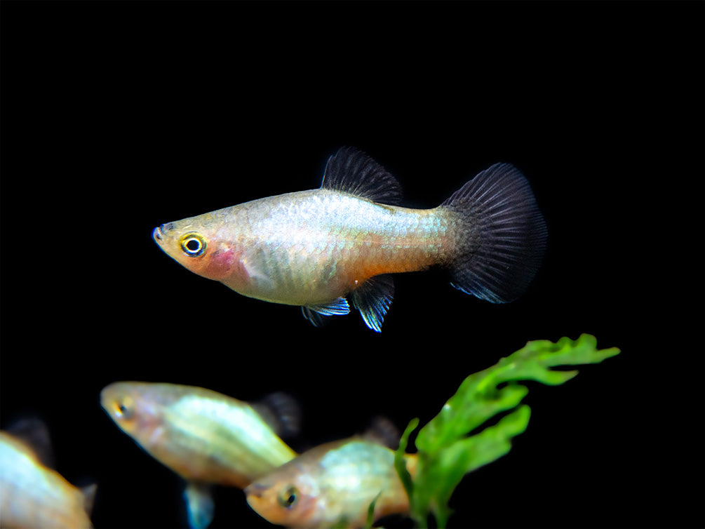 Rainbow Platy (Xiphophorus maculatus) - Tank-Bred!