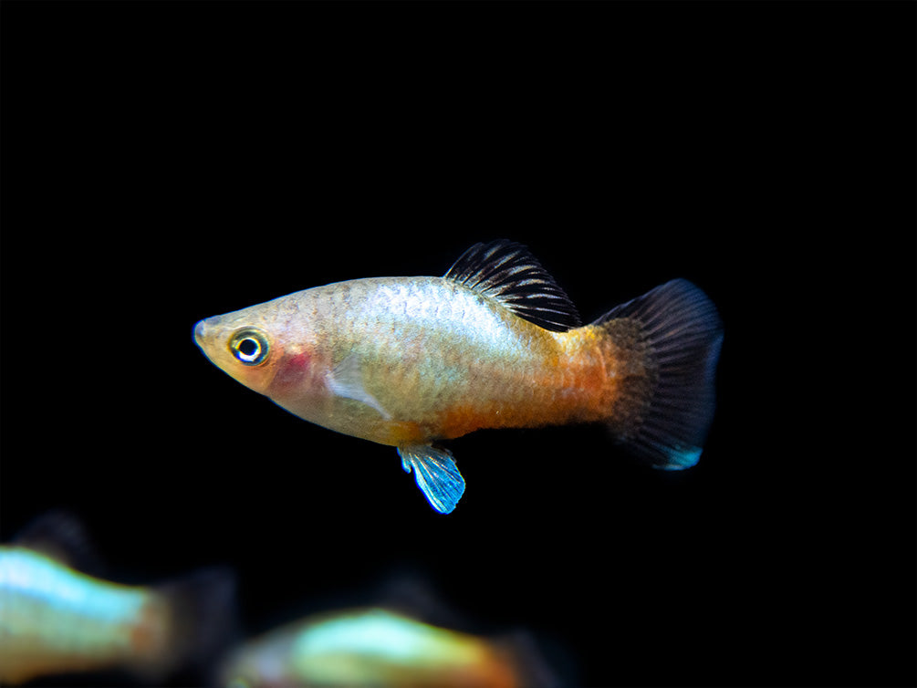 Rainbow Platy (Xiphophorus maculatus) - Tank-Bred!