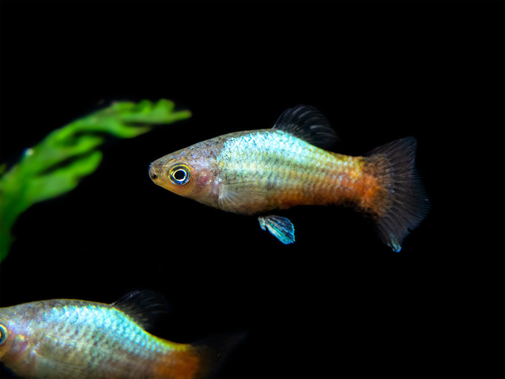 Rainbow Platy (Xiphophorus maculatus) - Tank-Bred!