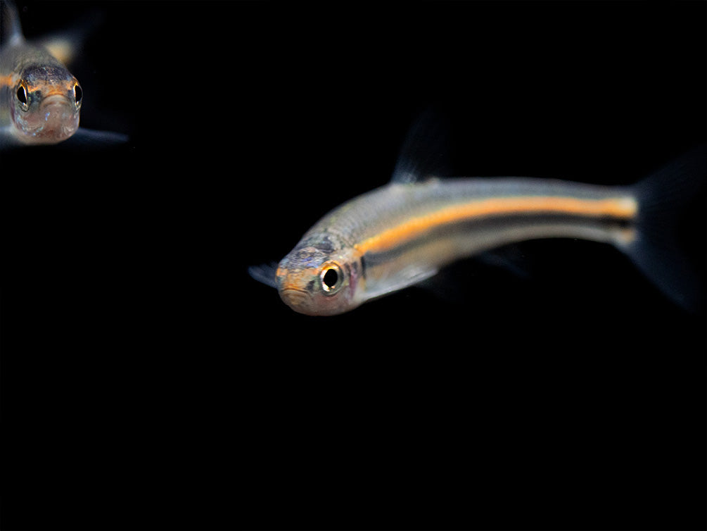 Rainbow Shiner (Notropsis chrosomus), Tank-Bred! - Aquatic Arts