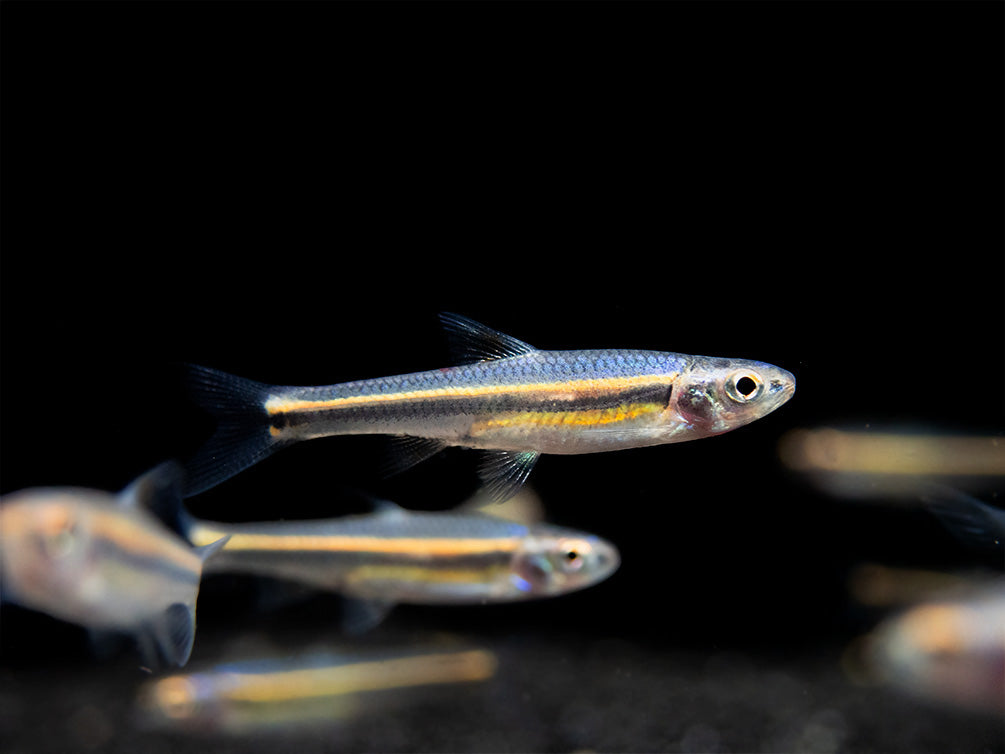 Rainbow Shiner (Notropsis chrosomus), Tank-Bred! - Aquatic Arts on sale ...
