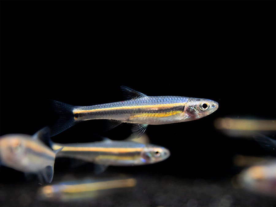Rainbow Shiner (Notropsis chrosomus), Tank-Bred! - Aquatic Arts