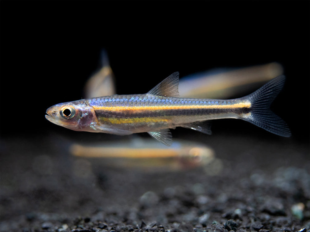 Rainbow Shiner (Notropsis chrosomus), Tank-Bred! - Aquatic Arts