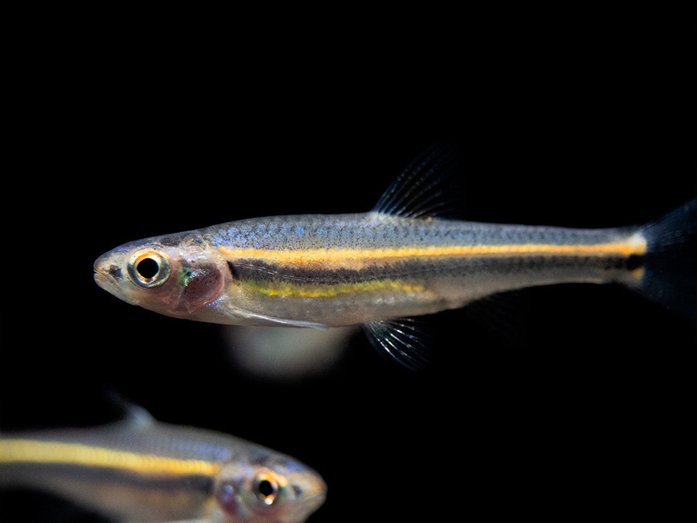 Rainbow Shiner (Notropsis chrosomus), Tank-Bred! - Aquatic Arts