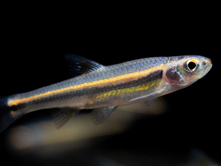 Rainbow Shiner for sale