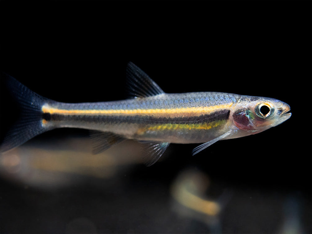 Rainbow Shiner (Notropsis chrosomus), Tank-Bred! - Aquatic Arts