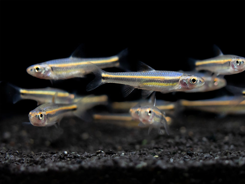 Rainbow Shiner (Notropsis chrosomus), Tank-Bred