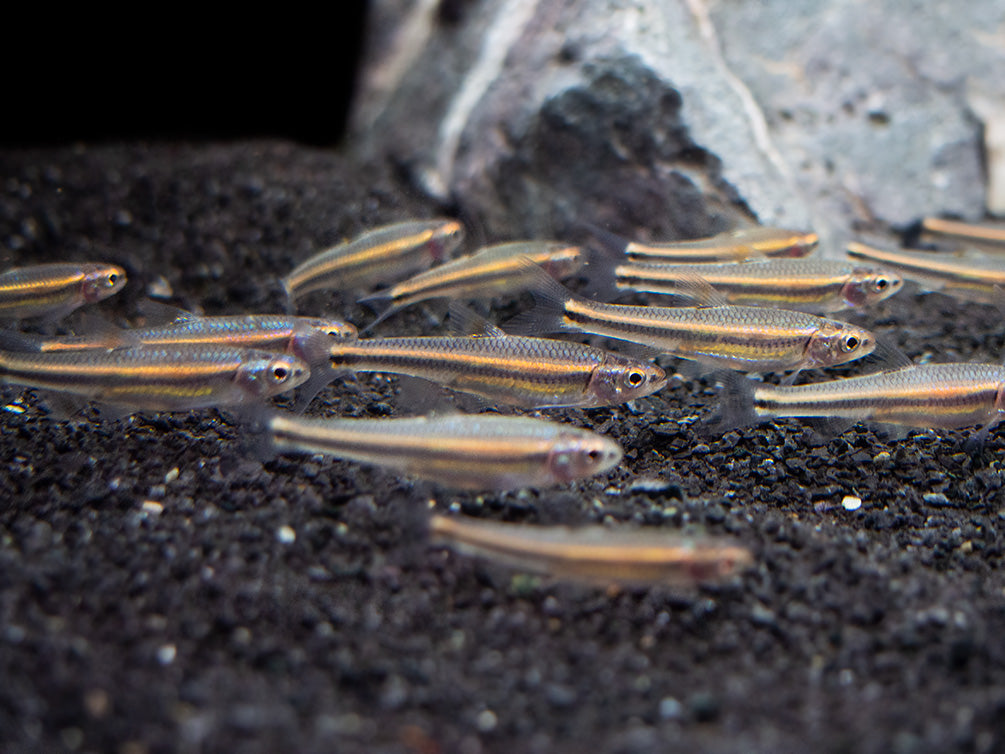 Rainbow Shiner (Notropsis chrosomus), Tank-Bred! - Aquatic Arts