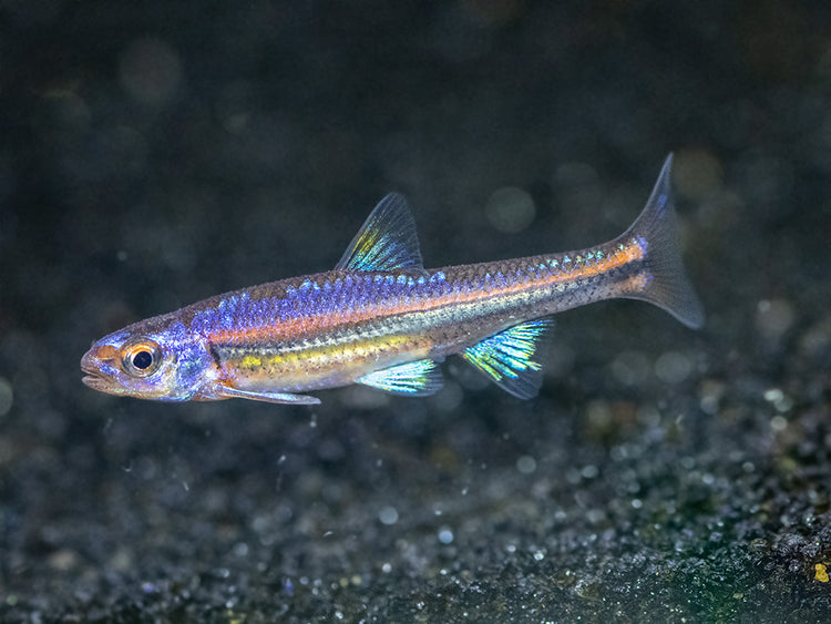 Rainbow Shiner for sale