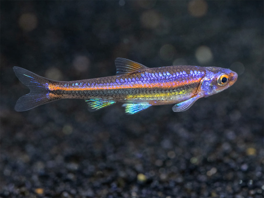 Rainbow Shiner (Notropsis chrosomus), Tank-Bred! - Aquatic Arts