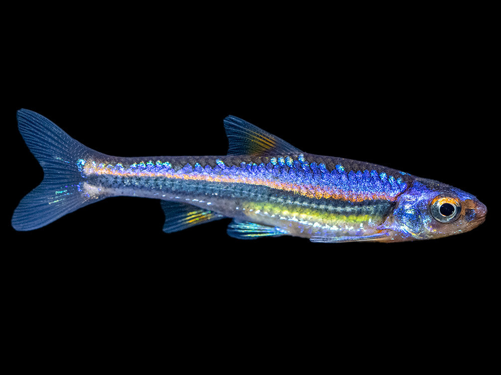Rainbow Shiner (Notropsis chrosomus), Tank-Bred