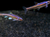 Rainbow Shiner (Notropsis chrosomus), Tank-Bred