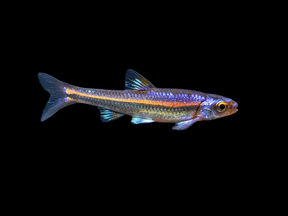 Rainbow Shiner (Notropsis chrosomus), Tank-Bred! - Aquatic Arts