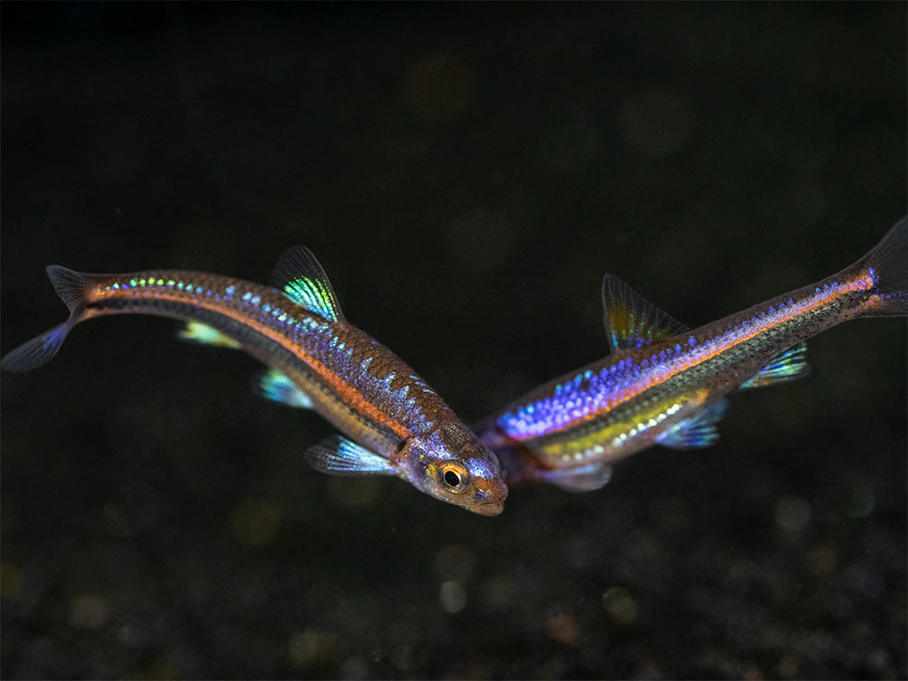 Rainbow Shiner (Notropsis chrosomus), Tank-Bred! - Aquatic Arts