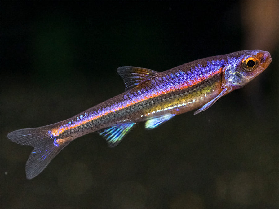 Rainbow Shiner (Notropsis chrosomus), Tank-Bred! - Aquatic Arts