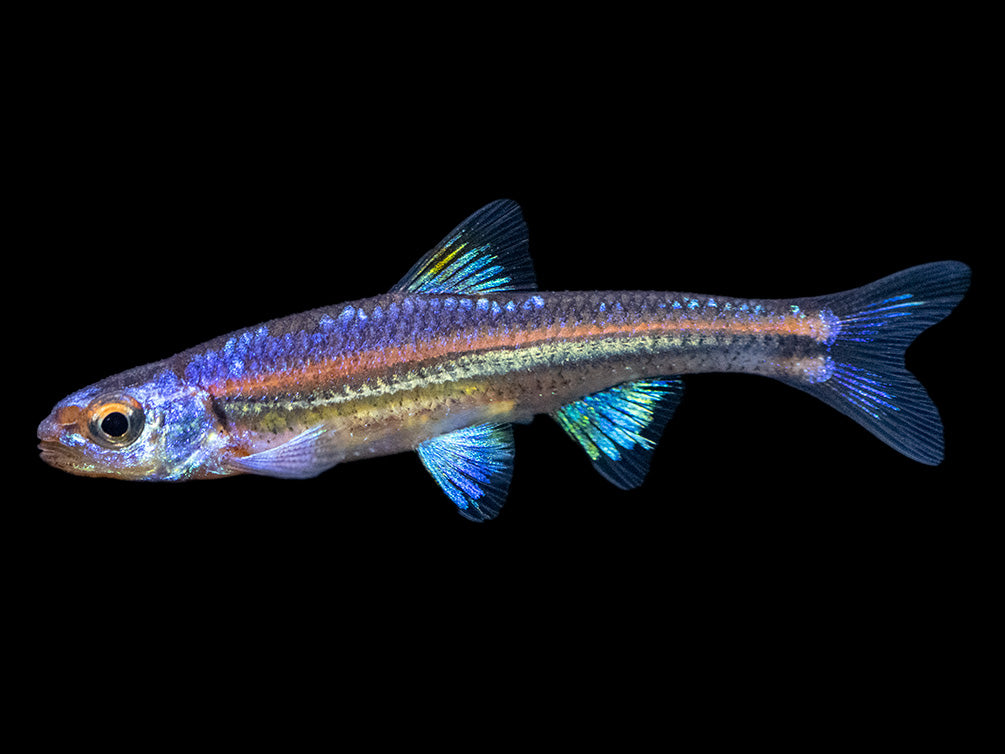 Rainbow Shiner (Notropsis chrosomus), Tank-Bred! - Aquatic Arts
