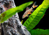 Rainbow Shark (Epalzeorhynchos frenatum), Tank-Bred!